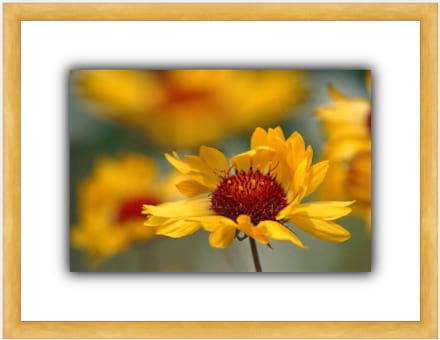 custom picture frame with yellow flower